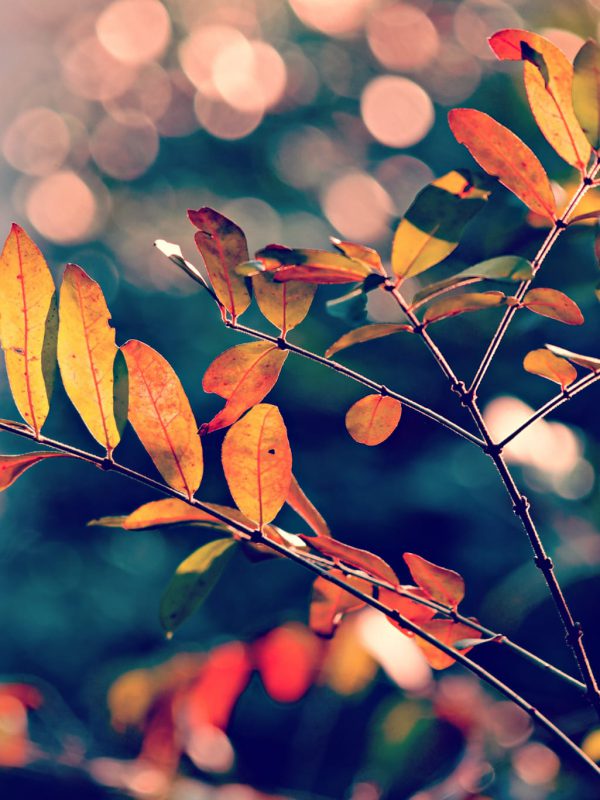 Herbstblätter Herbstblätter